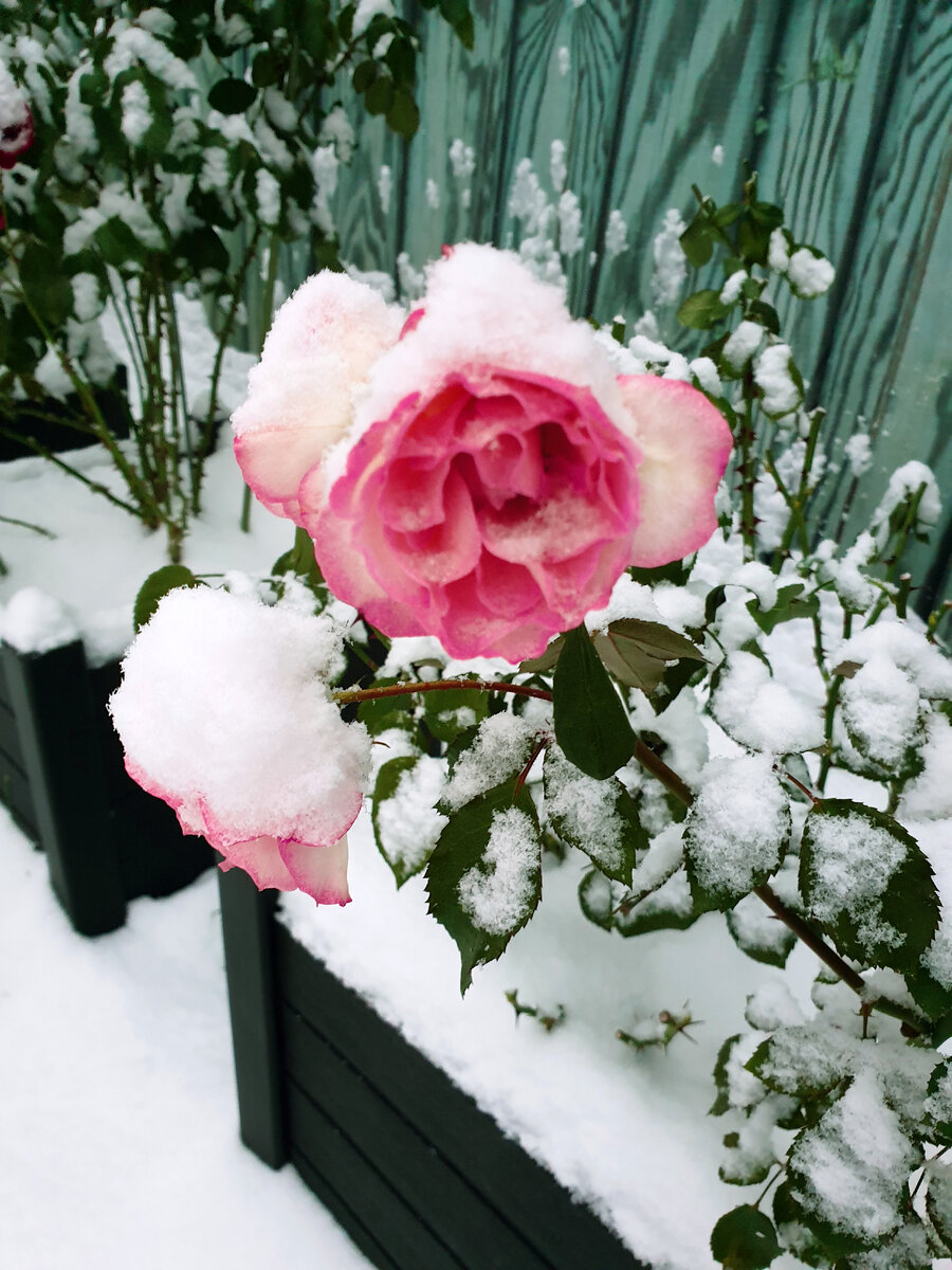 Красивые розы на снегу (72 фото)