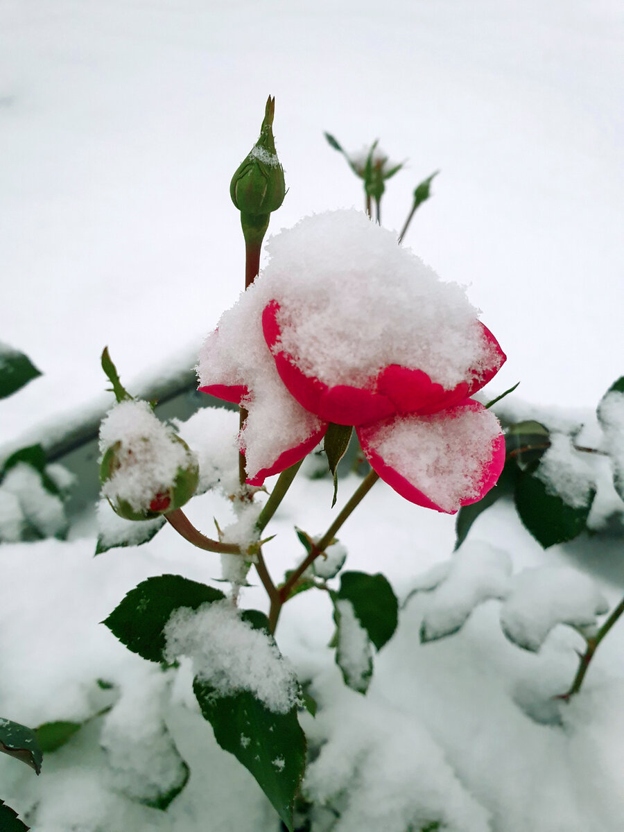 Красивые открытки розы в снегу - 69 фото