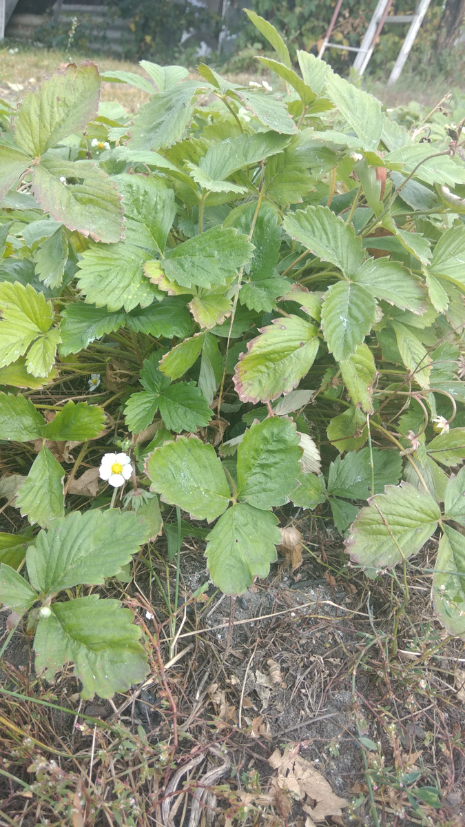 Выздоровевшая земляника с ягодами и цветами в октябре