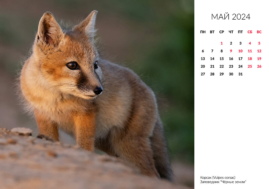 Привет друзья!

Я как-то писал, что собираюсь напечатать календарь с видами дикой природы. Быстро сказка сказывается, да не быстро дело делается.-2
