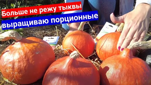 Вы тоже откажетесь от обычных тыкв, когда попробуете вырастить порционные. Маленькие оранжевые тыквы