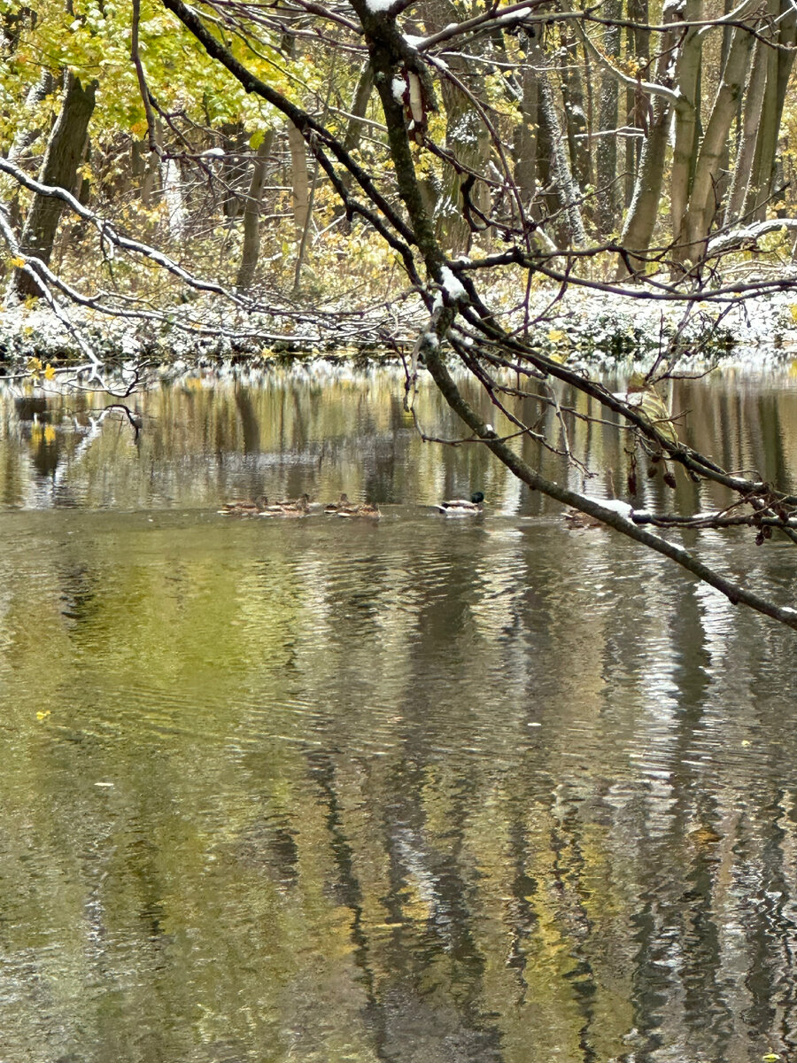 Утиное семейство