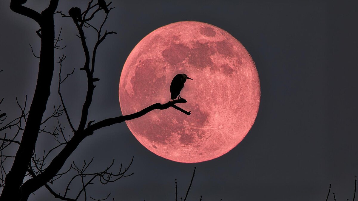 Фото: Dieter Fischer/globallookpress.com