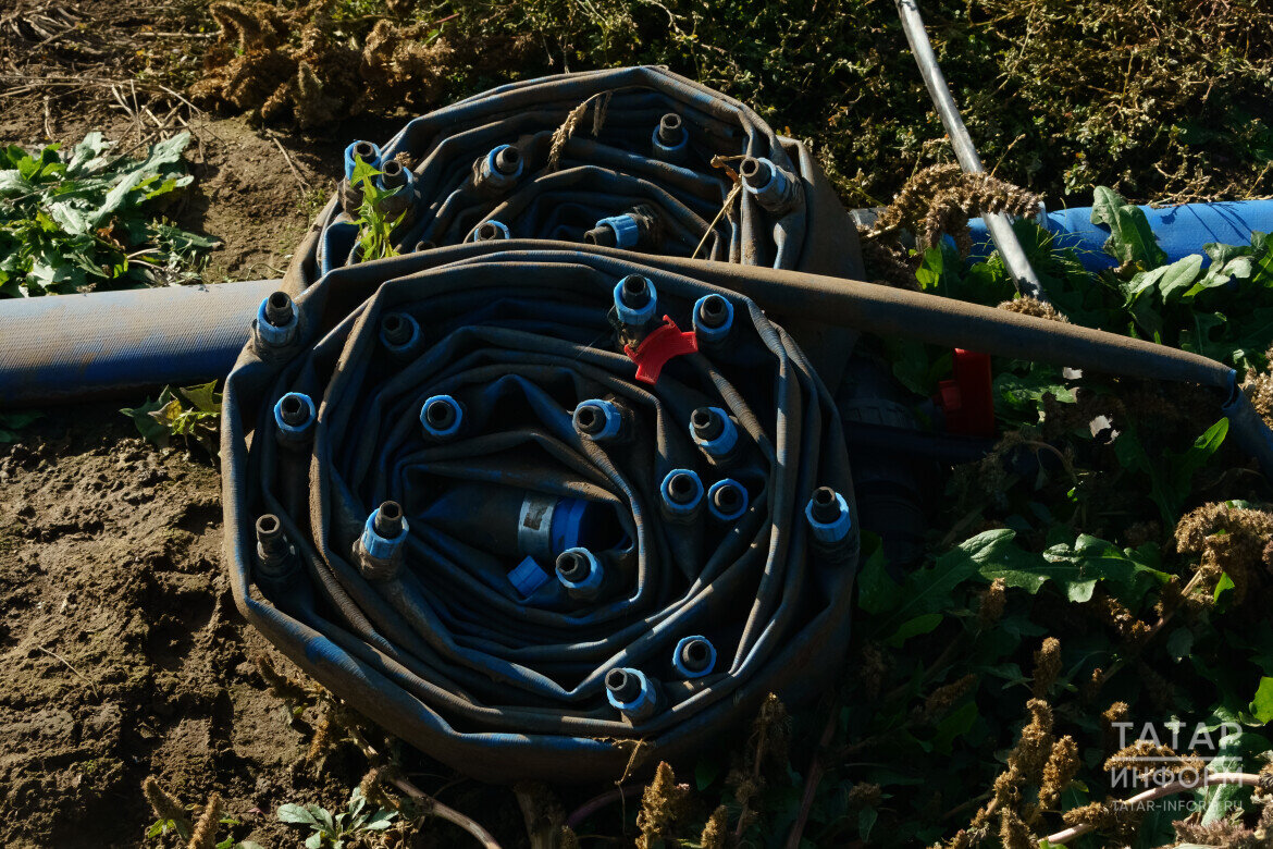 ​«Часть поля оснастили капельным орошением, очень удобно». Фото: © Салават Камалетдинов / «Татар-информ»