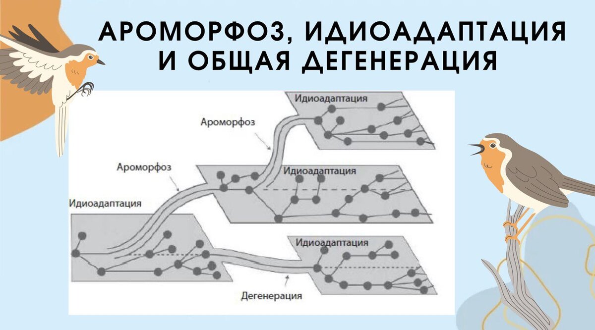 Возникновение фотосинтеза ароморфоз идиоадаптация дегенерация