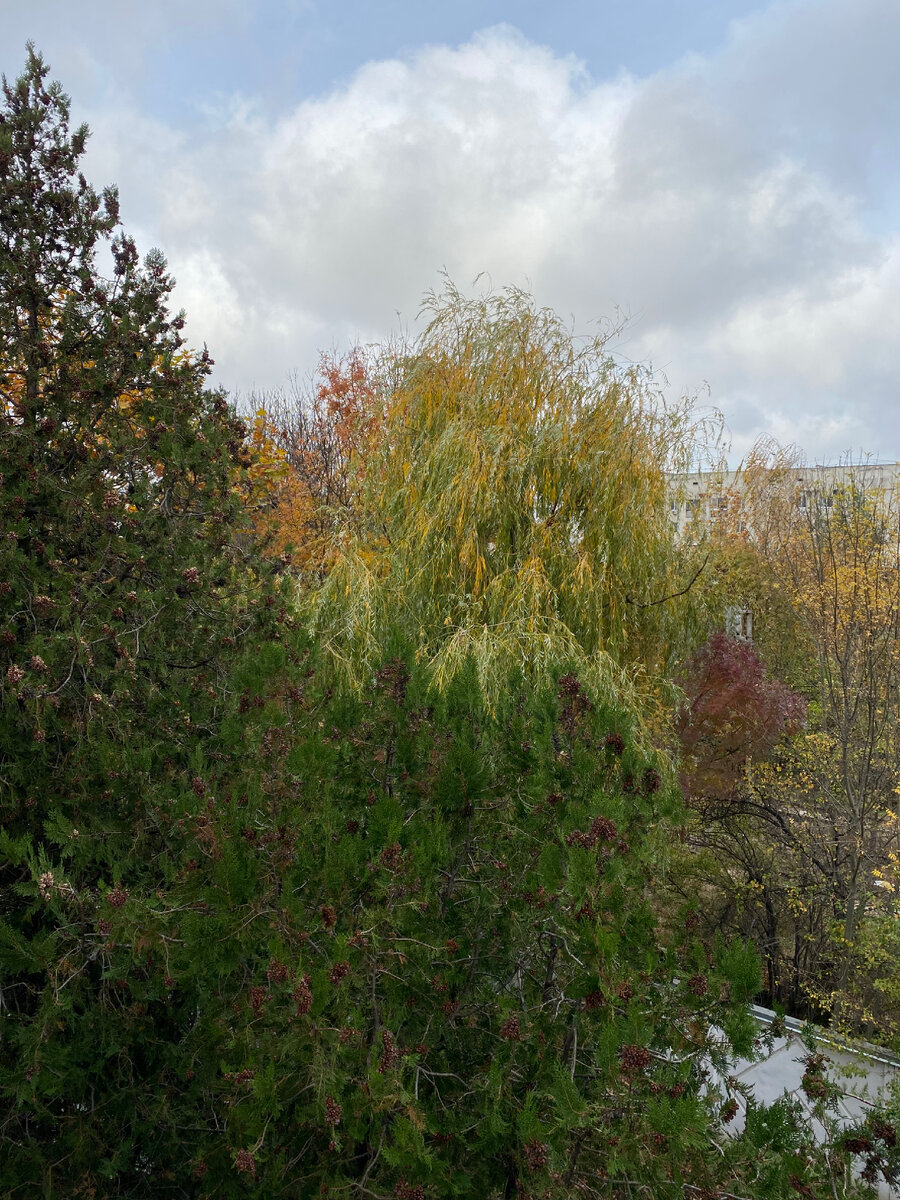 Вид с окна на работе. 27.19.23