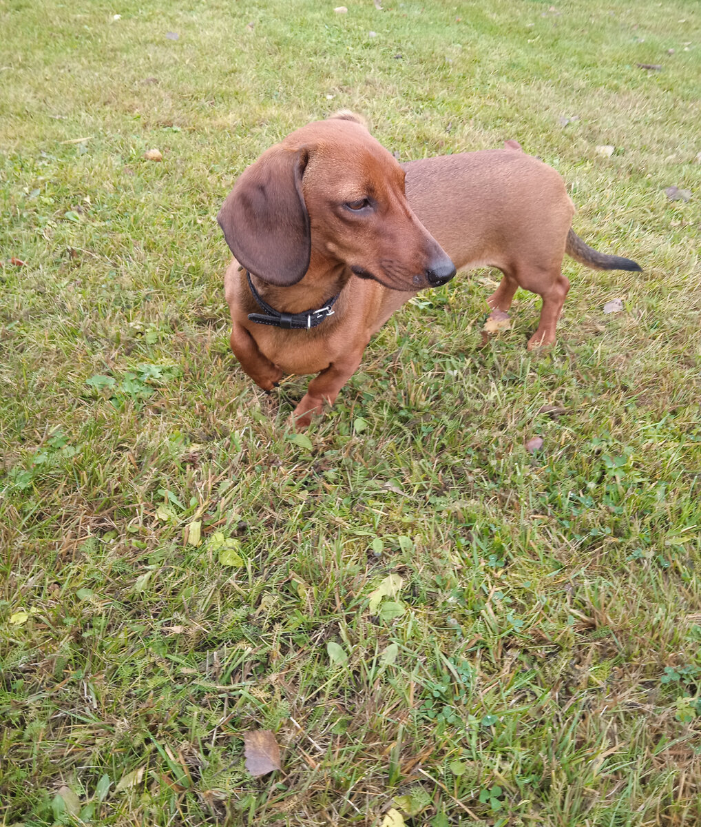 Ухаживаем за собакой во время течки: советы и рекомендации