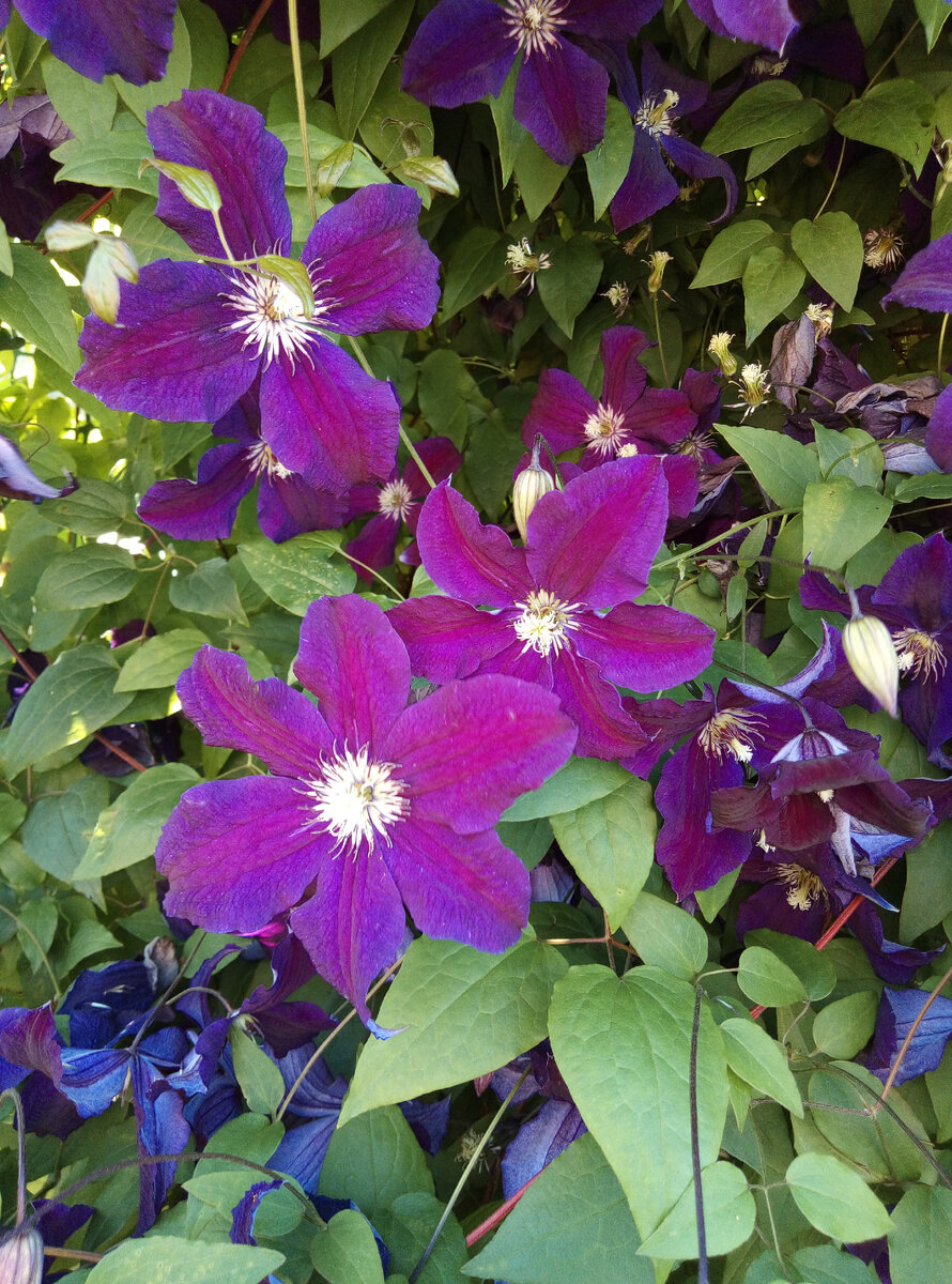 Фиолетовый клематис.