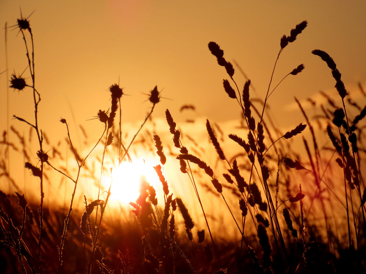"Нечаянная осень". | Променад с фотоаппаратом | Дзен