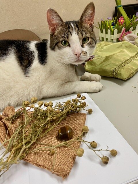 Нашему коту Тимошке посвящается. Он тоже думал что ему все можно.