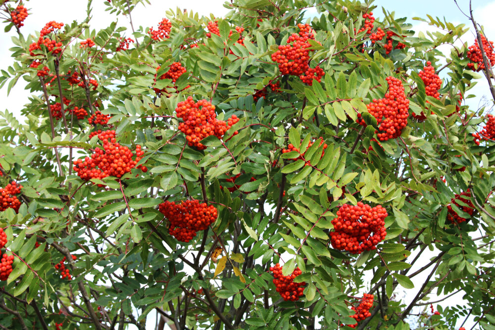    Рябина обыкновенная