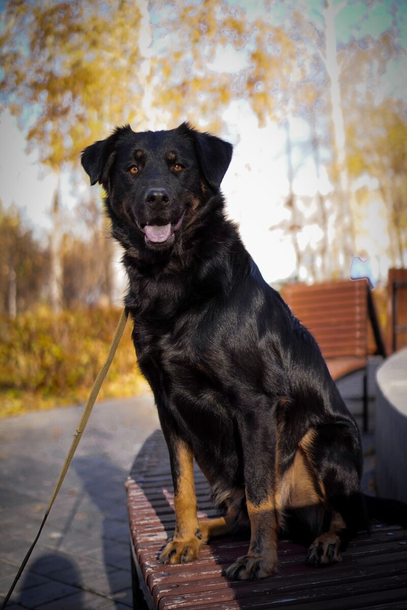 Чип - почётный донор, об этом тоже стоит помнить