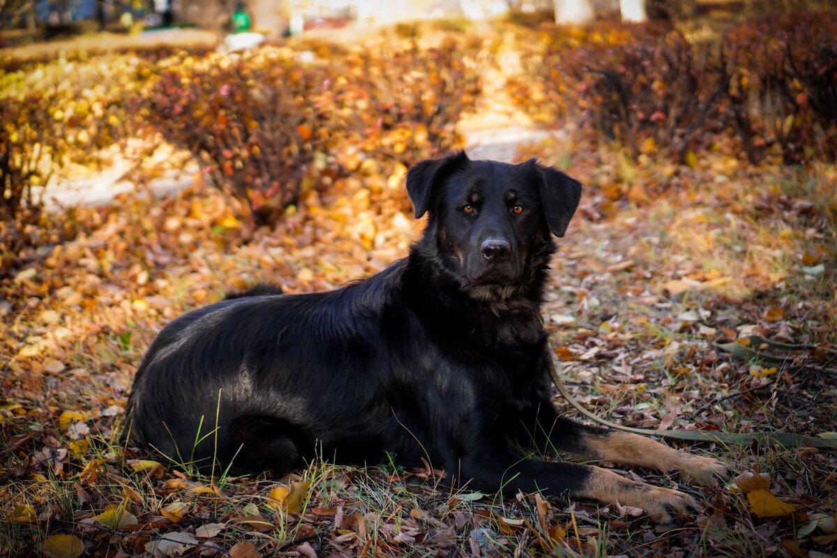 Внешность у Чипа очень яркая