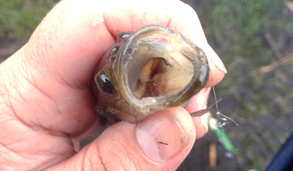 Чтобы такого не происходило желательно вовремя подсекать