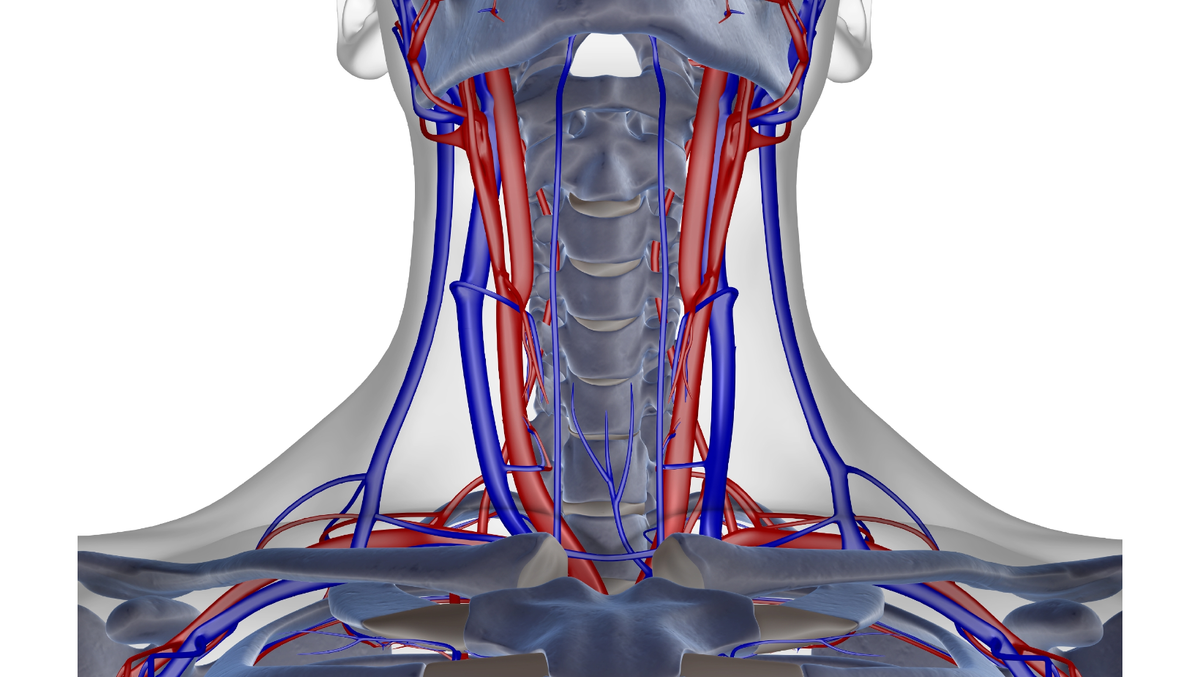 Сосуды могут восстановиться. Сосуды шеи анатомия. Сосуды головы и шеи анатомия.