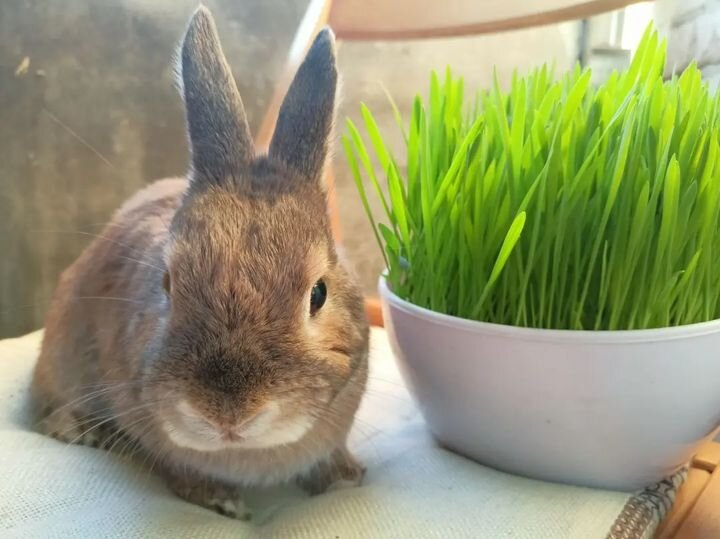 пророщенный овес