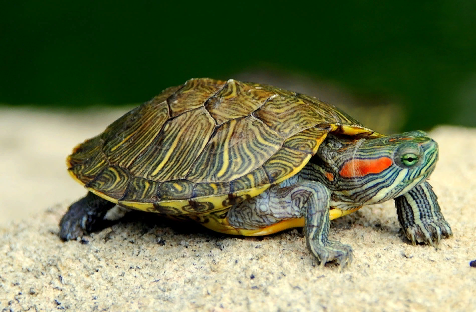 Правила содержания и кормления красноухой черепахи