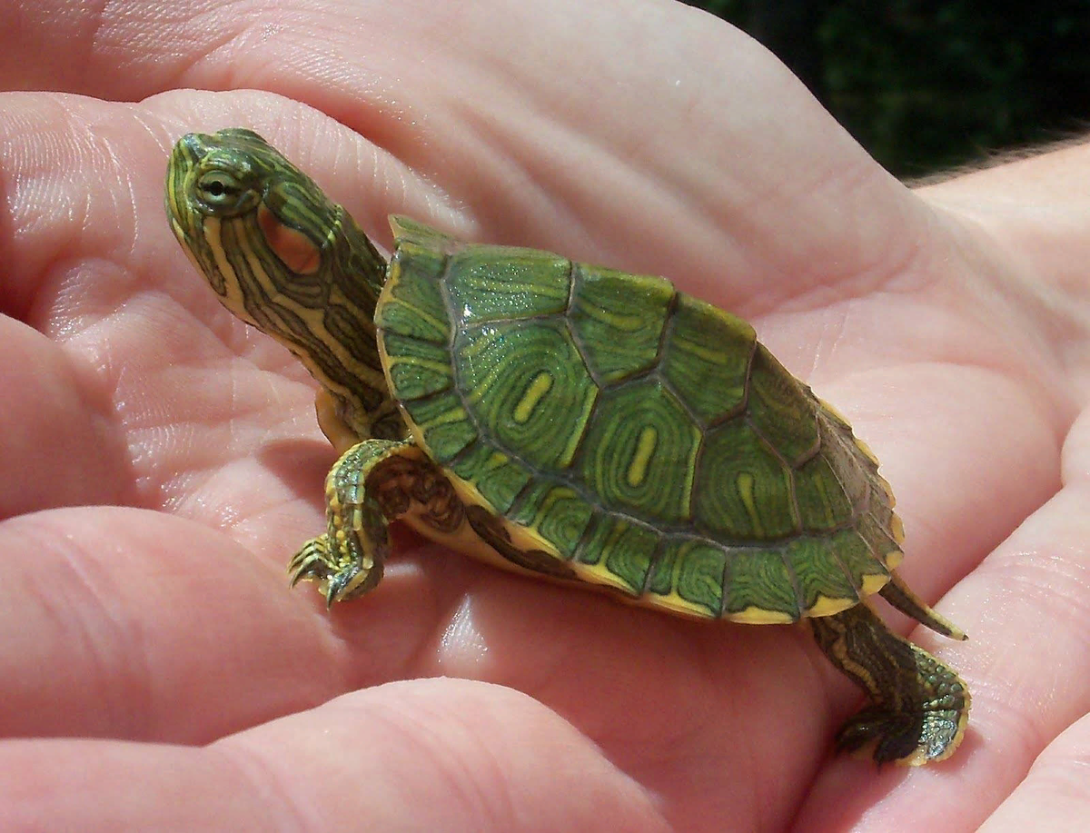 Красноухая черепаха: уход, содержание, размножение, совместимость, корм, фото-обзор