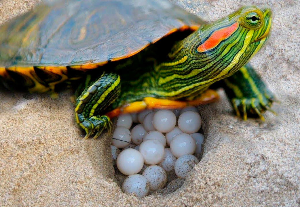 Красноухая черепаха в домашних условиях: содержание от А до Я