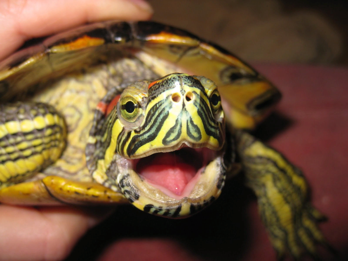 Акватеррариум для красноухой черепахи своими руками