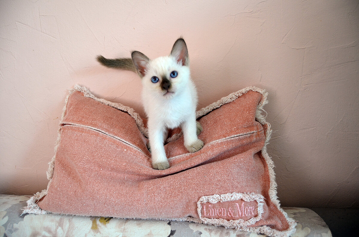 Я родился в питомнике "Тайская Легенда" и очень этому рад!