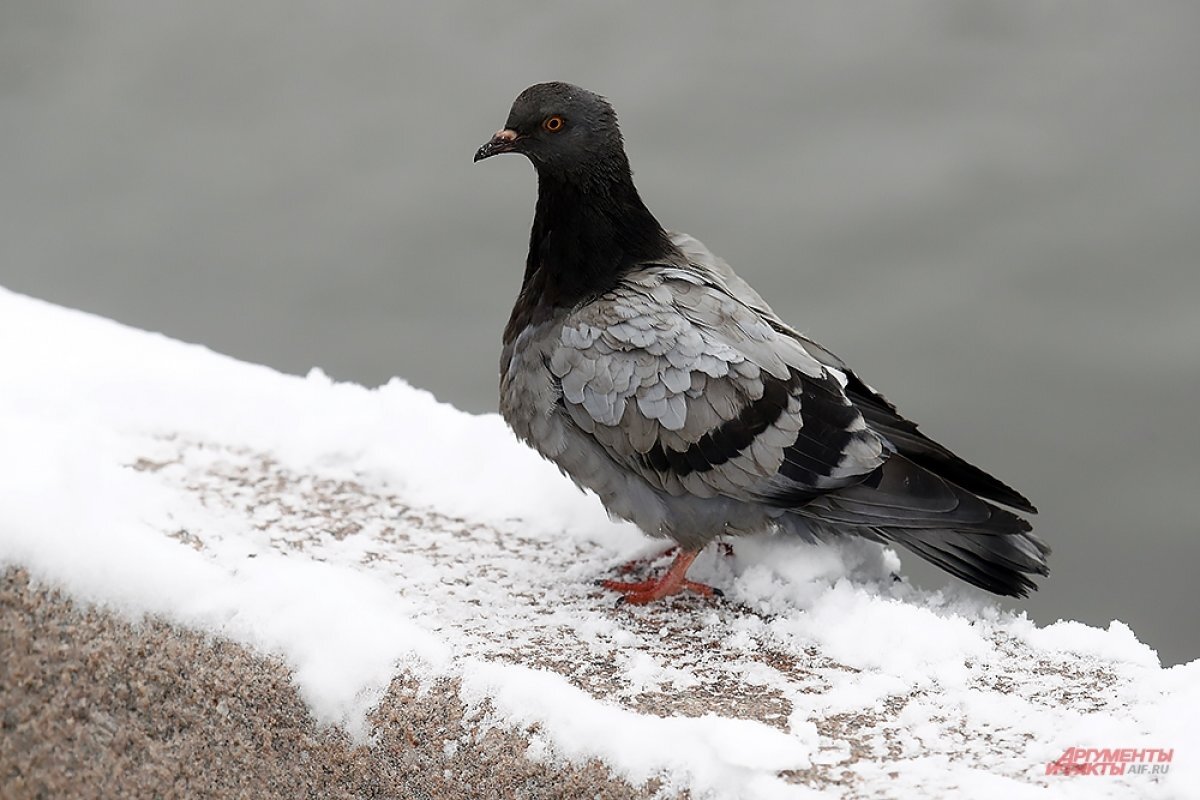    Тверские автоинспекторы просят водителей быть аккуратными на дорогах