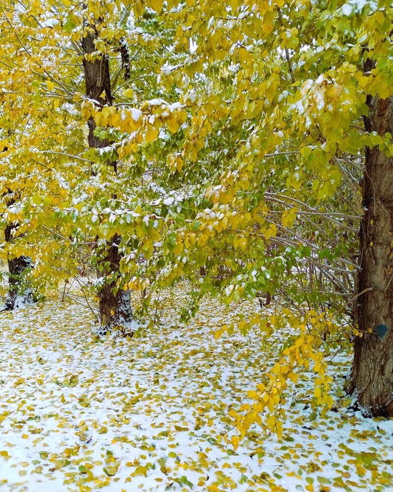 Снег осенью. (Фото автора)