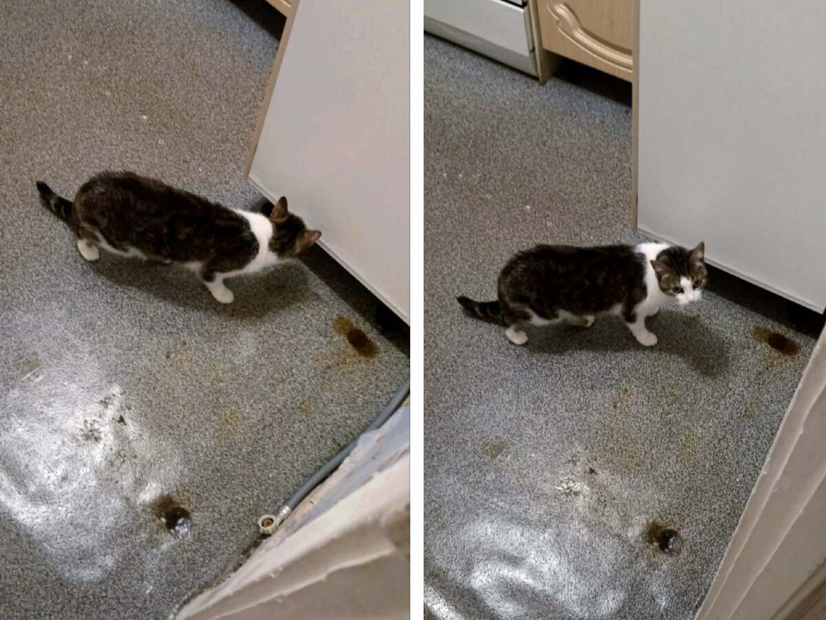 КИСУЛЯ ВСЁ ПРОВЕРИЛА И СКАЗАЛА - НЕПОРЯДОК! НАДО СРОЧНО МЕНЯТЬ! 😂😹