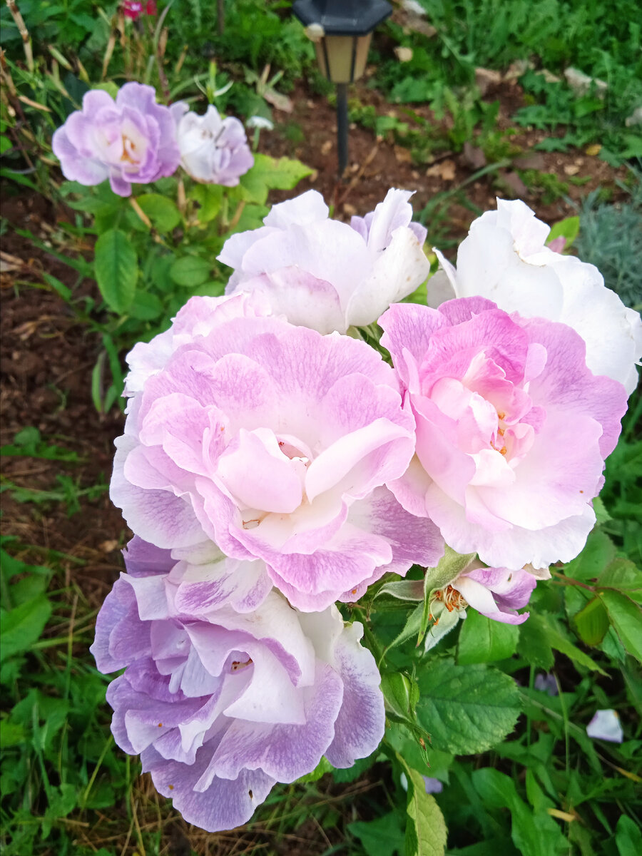 Флорибунда Блю Фо Ю