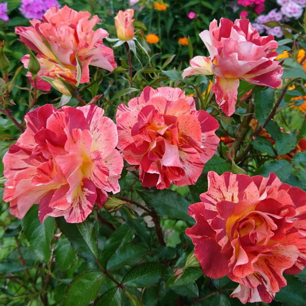 Шраб Саммер Лодж из каталога