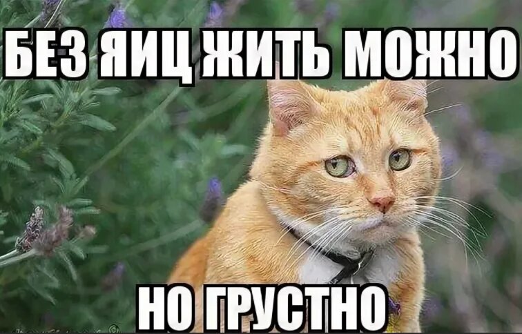 Зачем коты