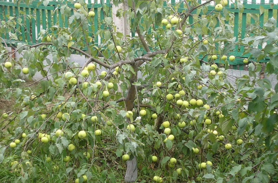 Карликовая яблоня.