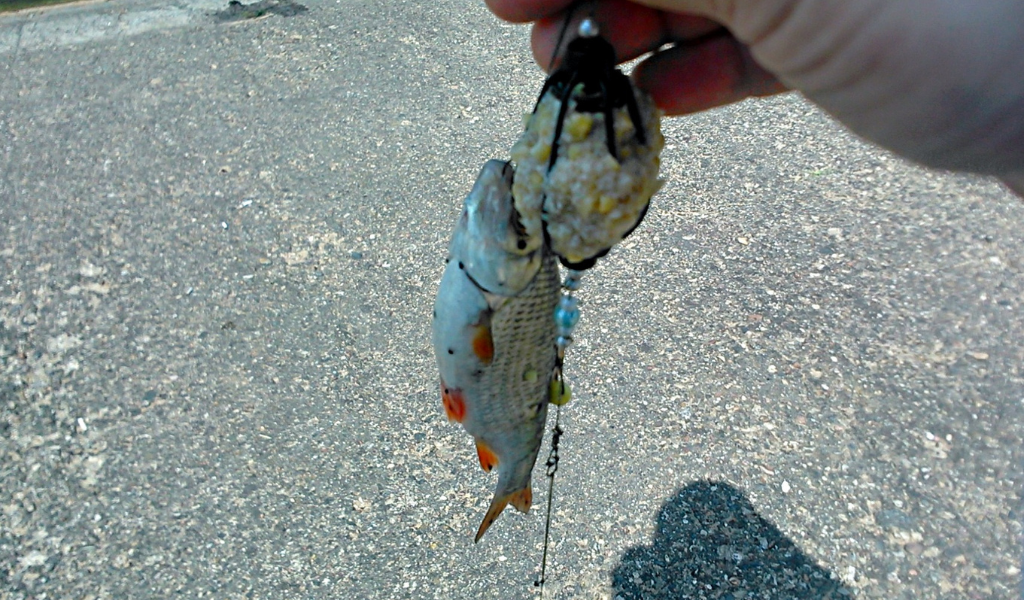 Плотва охотно отозвалась на плавающую приманку в 7 см над дном