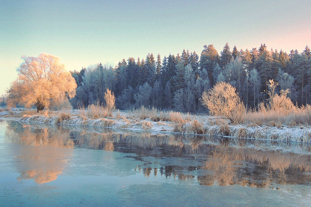 Предзимний лес полон