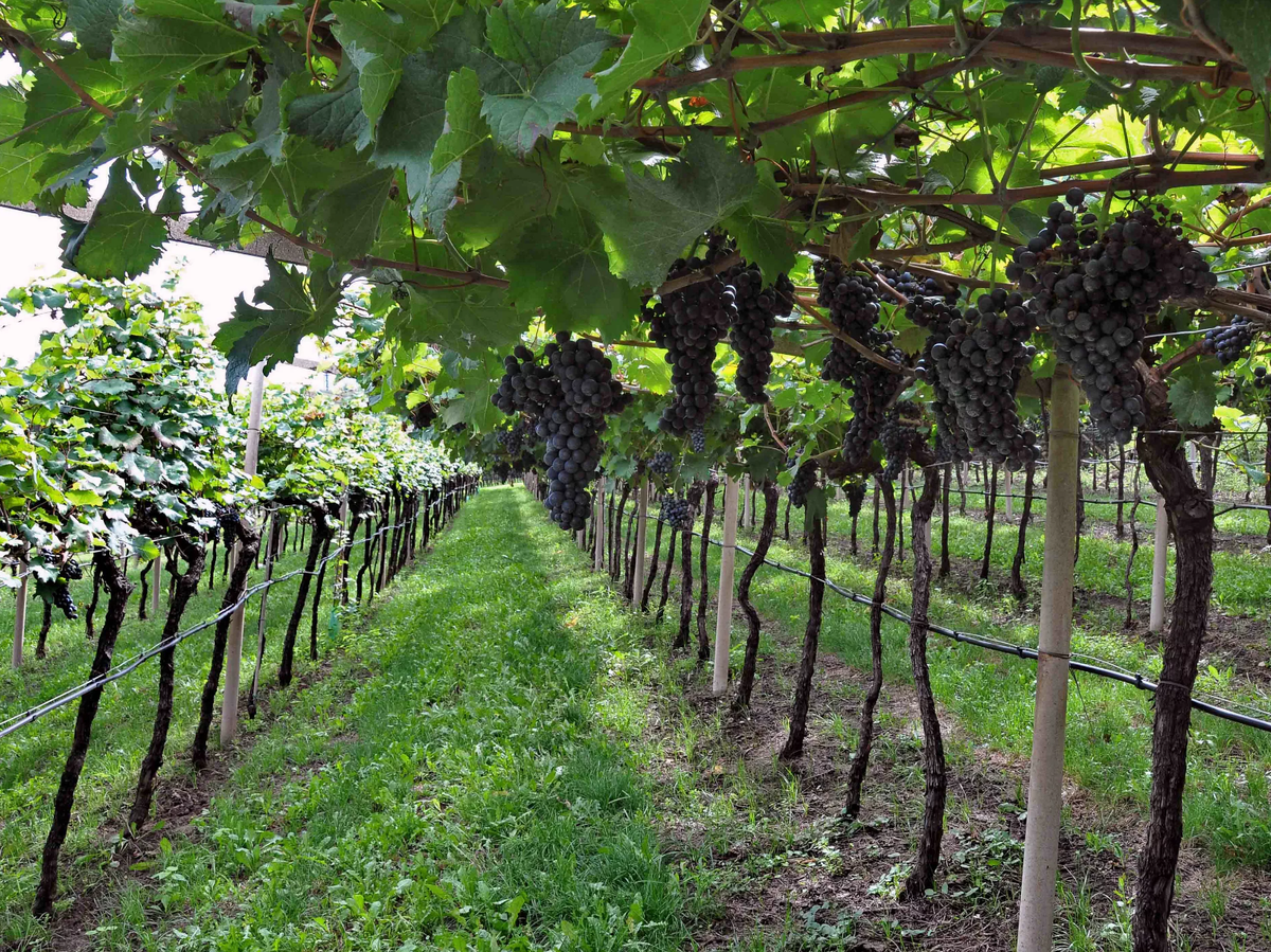 Выращивание винограда средняя полоса. Виноградники Мысхако. Усадьба Дивноморское виноградники. Перголы Мадейра виноградники. Цаповка винограда что это.