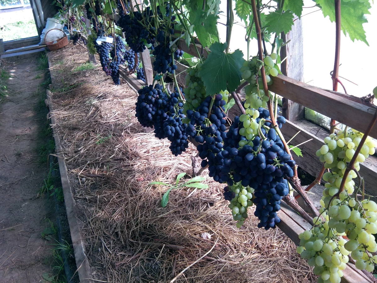 Как посадить домашний виноград