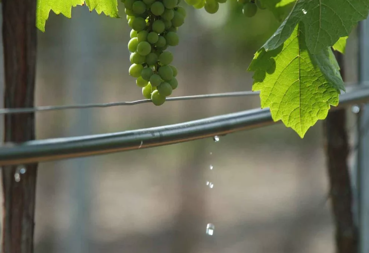 Что надо винограду. Капельное система орошение винограда. Капельный полив виноградника. Орошение виноградников. Дождевание винограда.