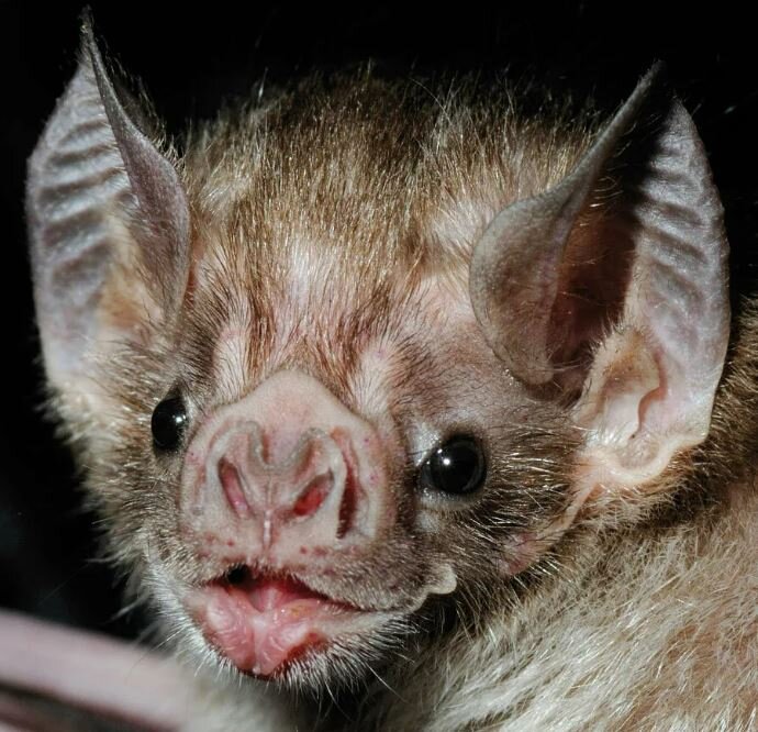 Летучая мышь-вампир. Очень нежное создание. Жертвы не чувствуют её укус. Только последствия...