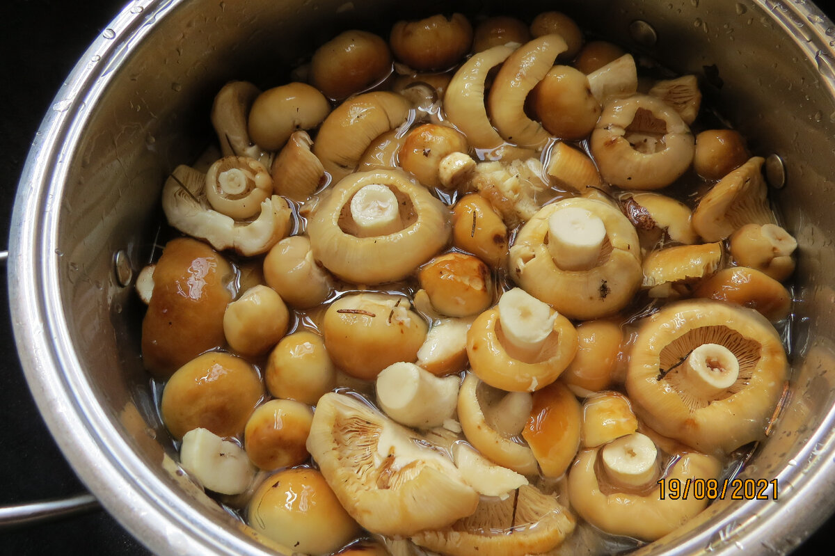 Лучшие рецепты, как засолить грибы бычки в домашних условиях холодным и горячим способом