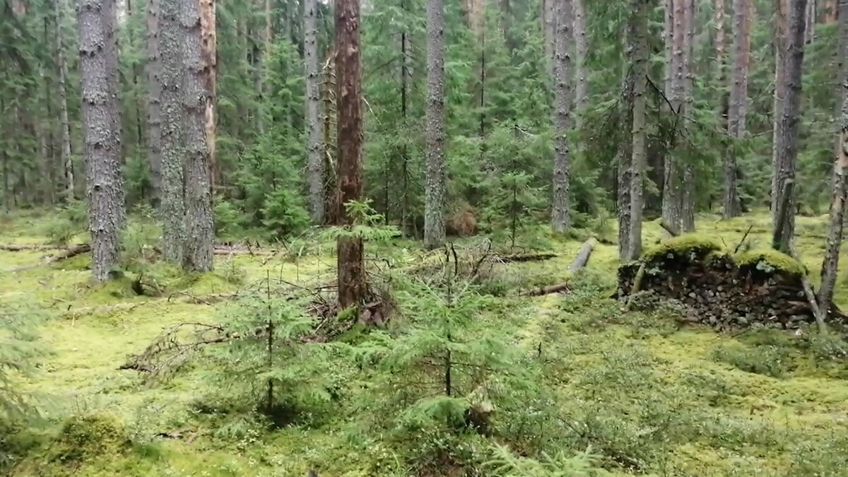 схрон