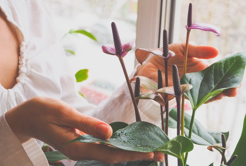 Хотите мужское счастье? Выращивайте антуриум! Но только правильно, а то счастье пройдет мимо