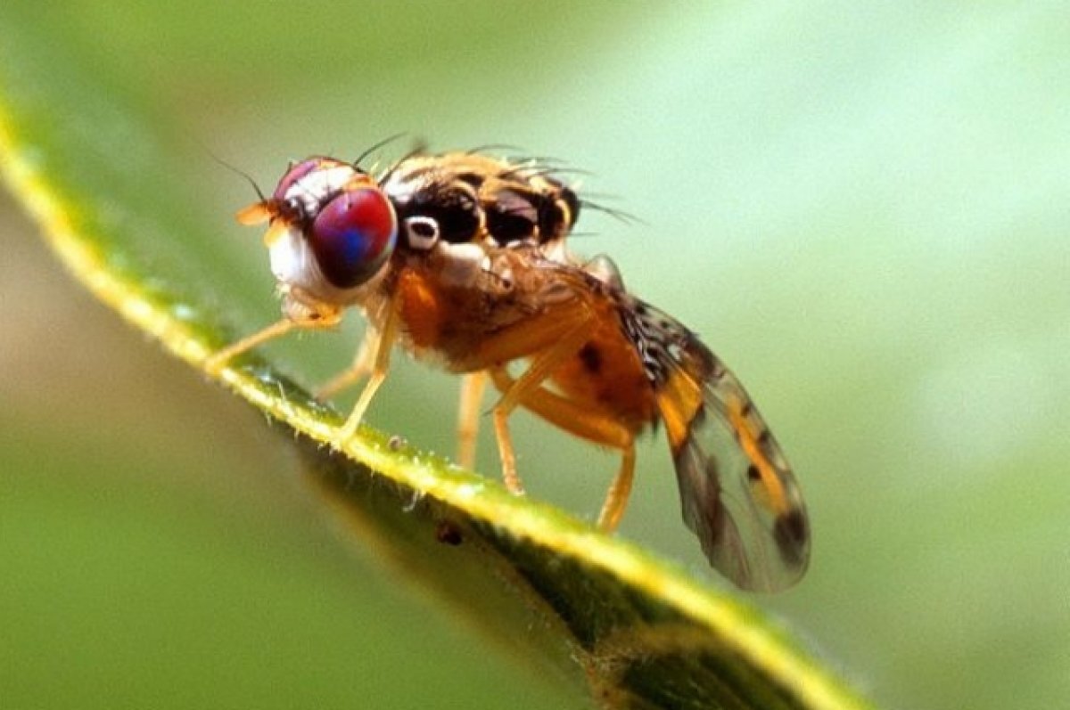    В Калифорнии из самолетов выпускают миллионы мух