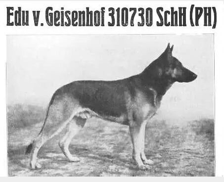 Эду фон Гейзенгоф,