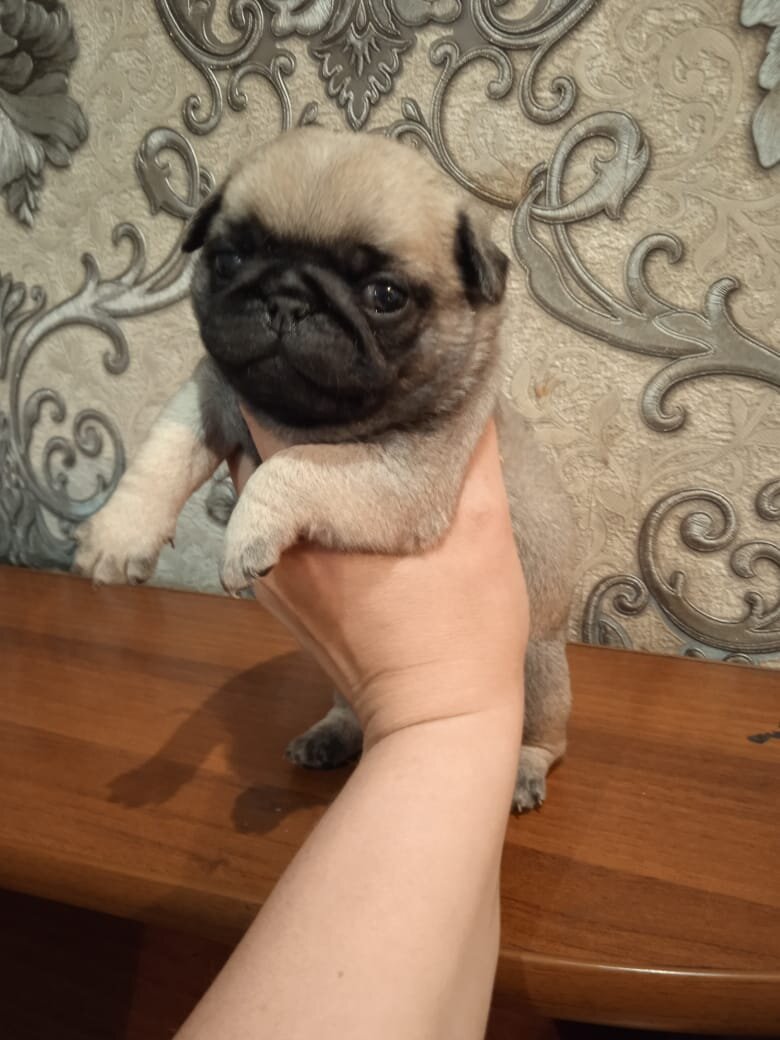 Арчи был первый в помете , самый крупненький и объедающие других