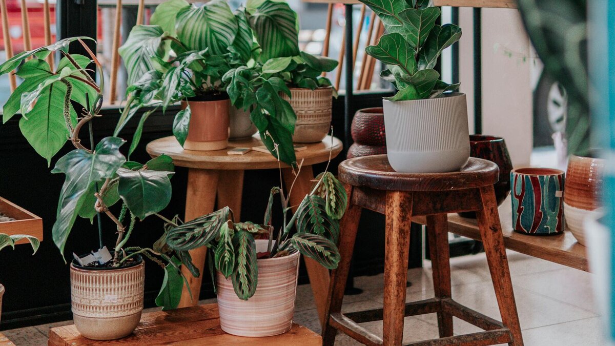    Когда надо пересаживать растения? © Unsplash / Ceyda Çiftci