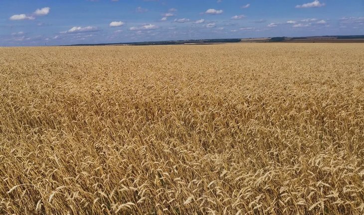    Цены на российскую пшеницу на международном рынке повергают европейских производителей зерна в депрессию