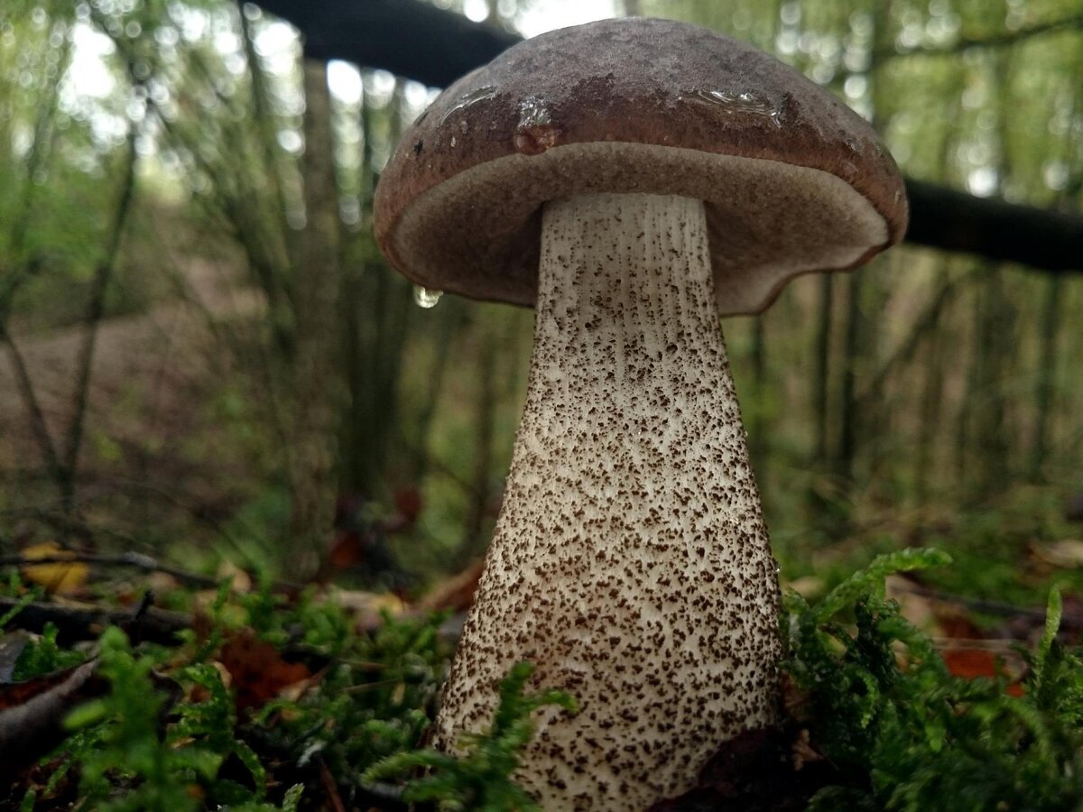 Гриб подберезовик. Подберезовик черноголовик. Leccinum melaneum. Leccinum (обабок. Обабок черный гриб.