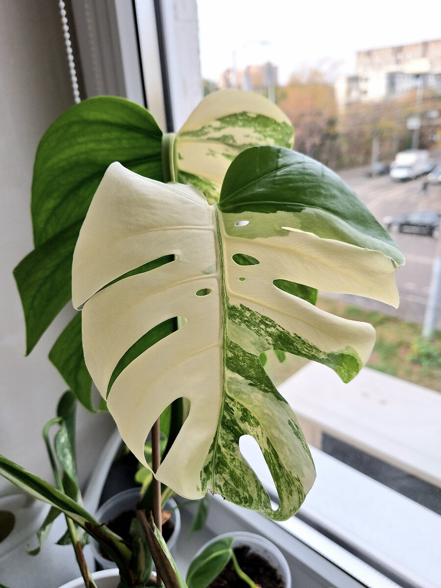 Монстера альба