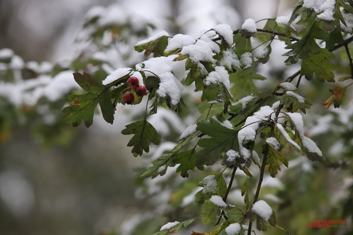    Циклон «Армин» принёс первые сугробы в Петербург 28 октября