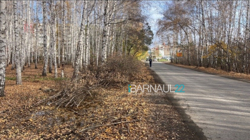     Березовая роща Barnaul 22